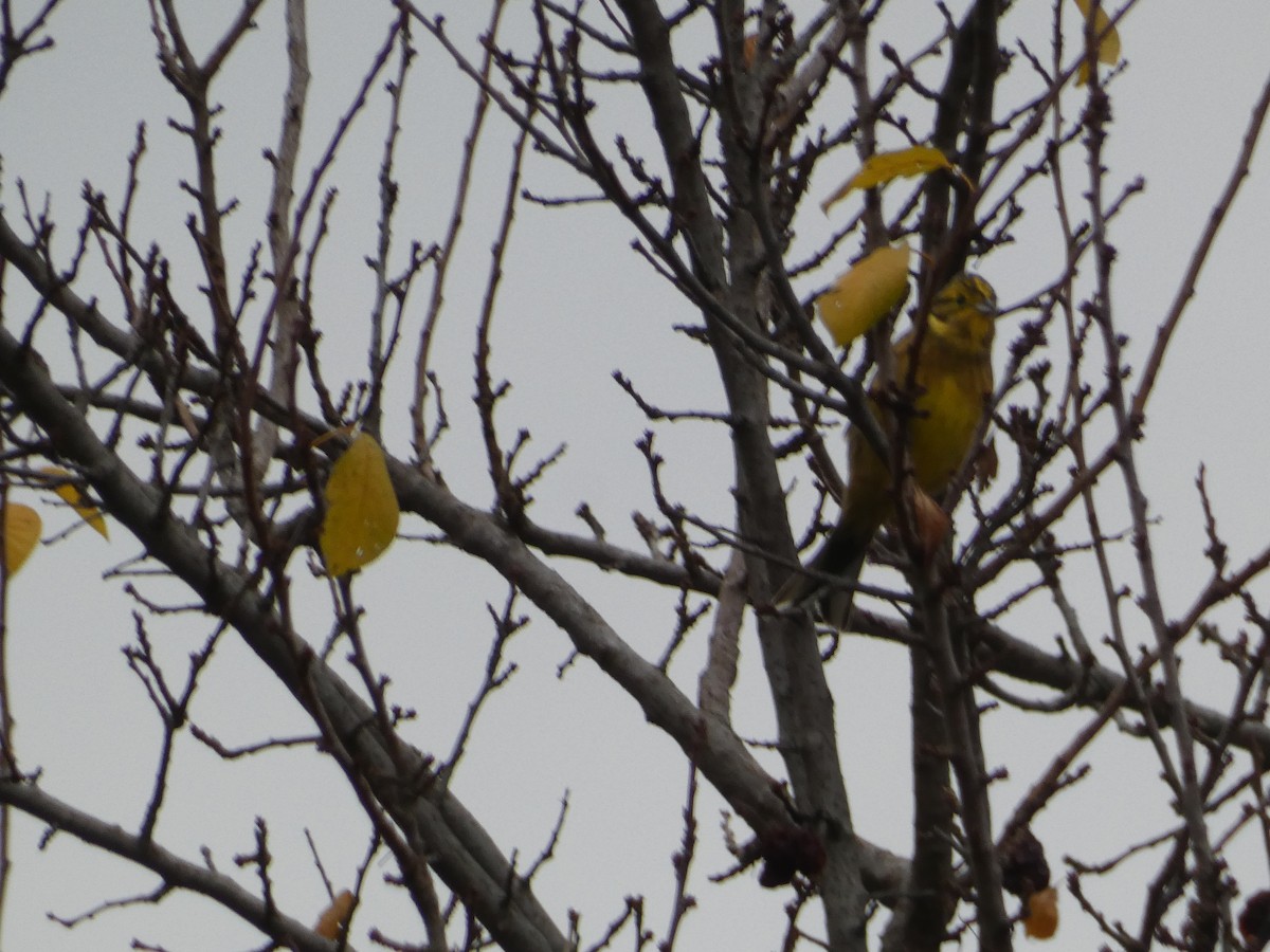 Berdantza horia - ML645255470