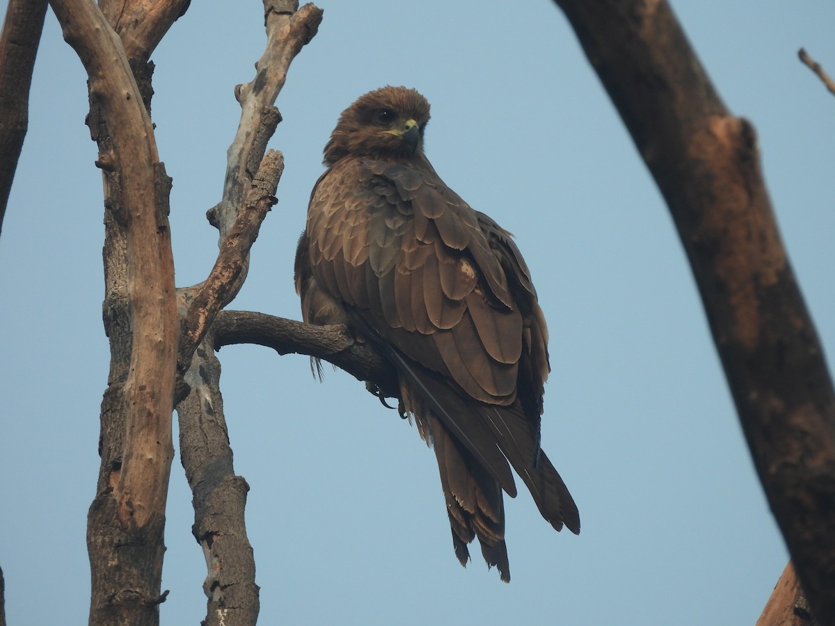 Miru beltza - ML645255471