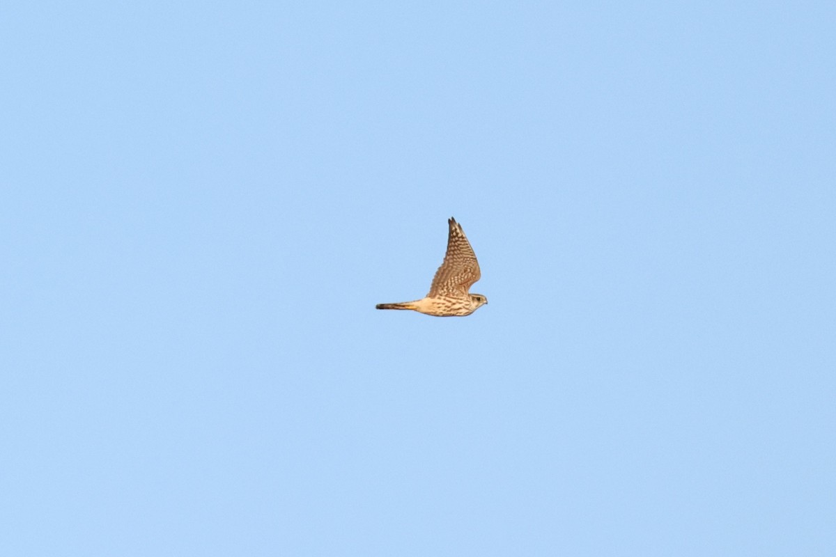 Belatz gorria - ML645255472