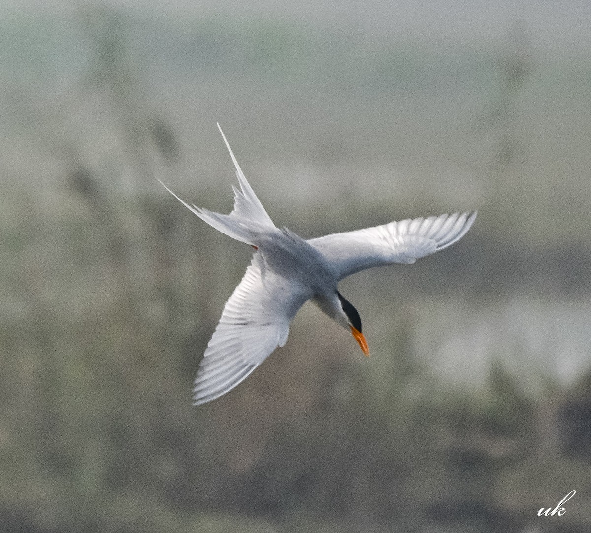 River Tern - ML645255473