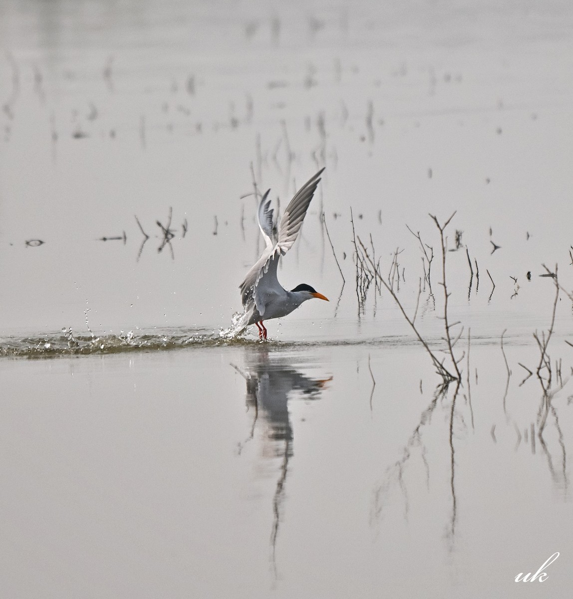 River Tern - ML645255474