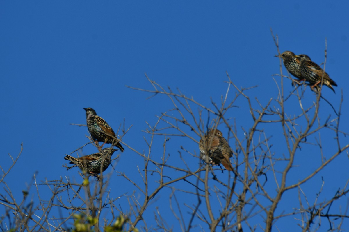 Arabazozo pikarta - ML645255475