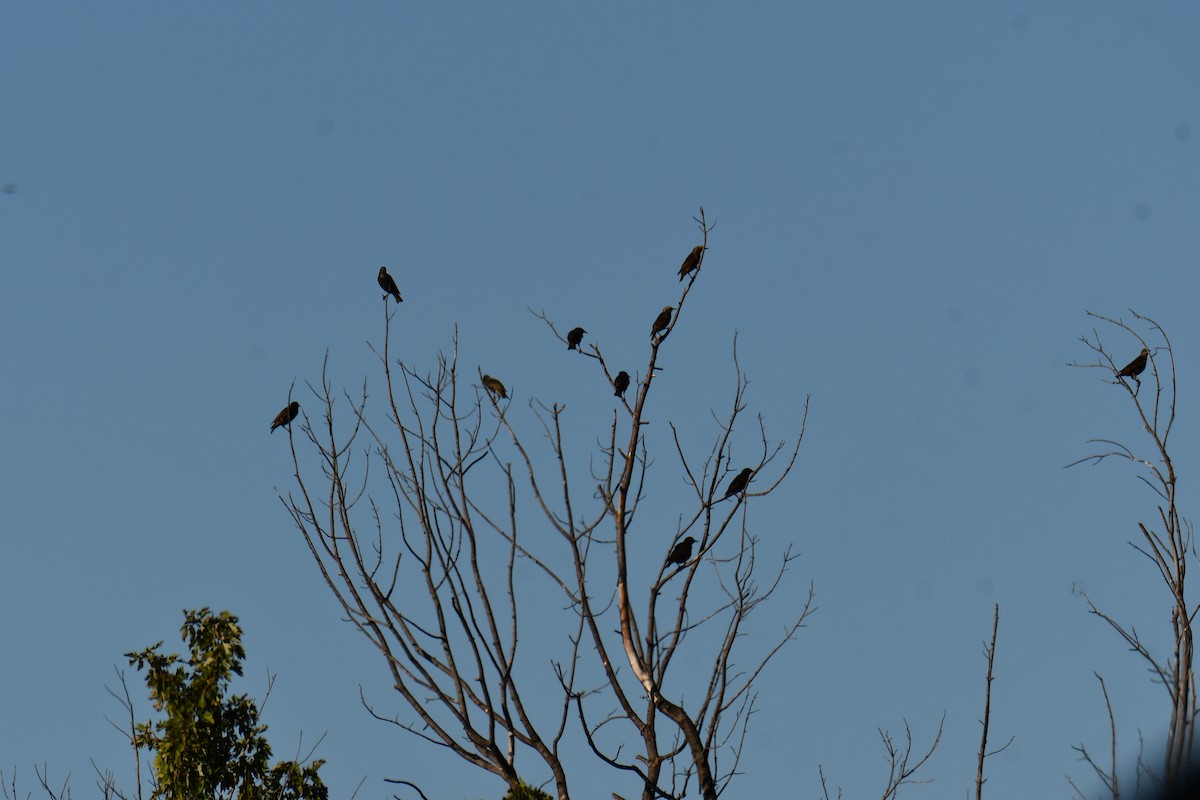 Arabazozo pikarta - ML645255476