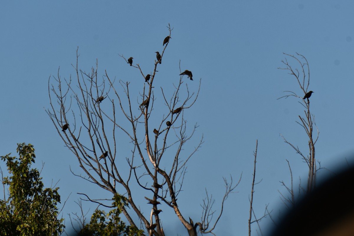 Arabazozo pikarta - ML645255477