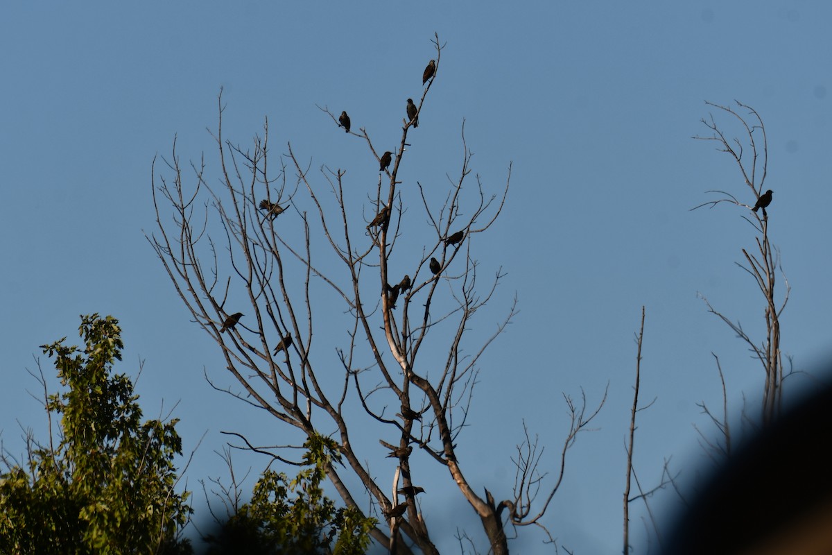 Arabazozo pikarta - ML645255478