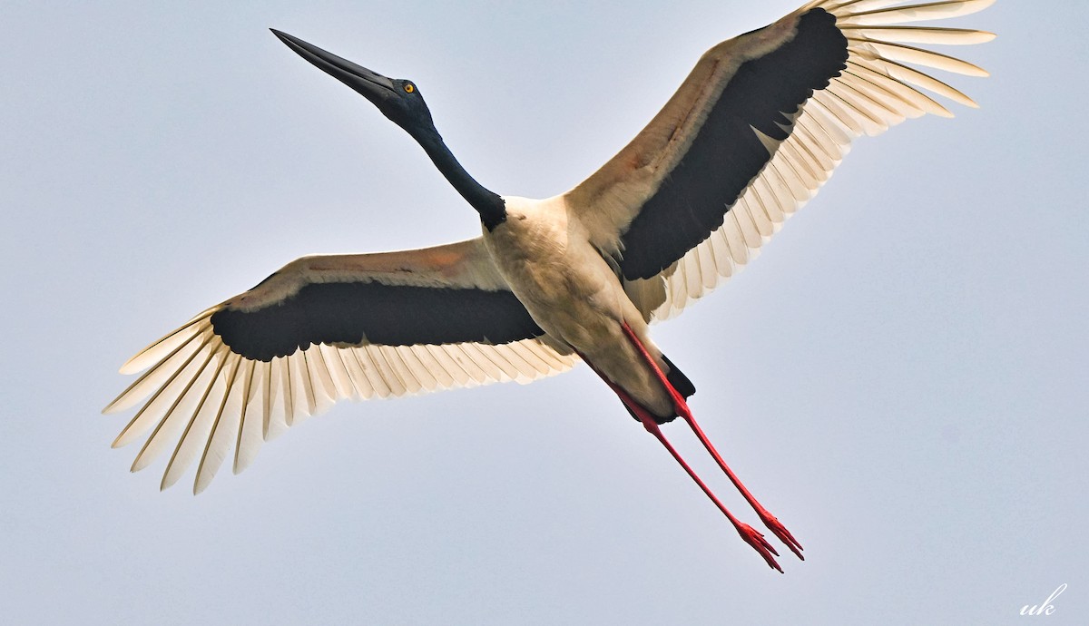 Jabiru asiarra - ML645255479