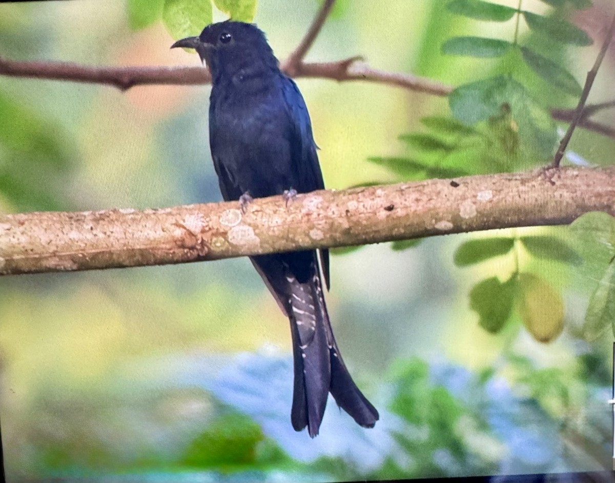 Fork-tailed Drongo-Cuckoo - ML645255480