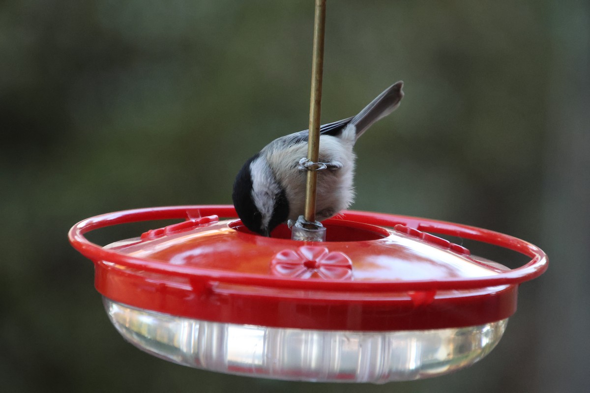 Carolina Chickadee - ML645255481