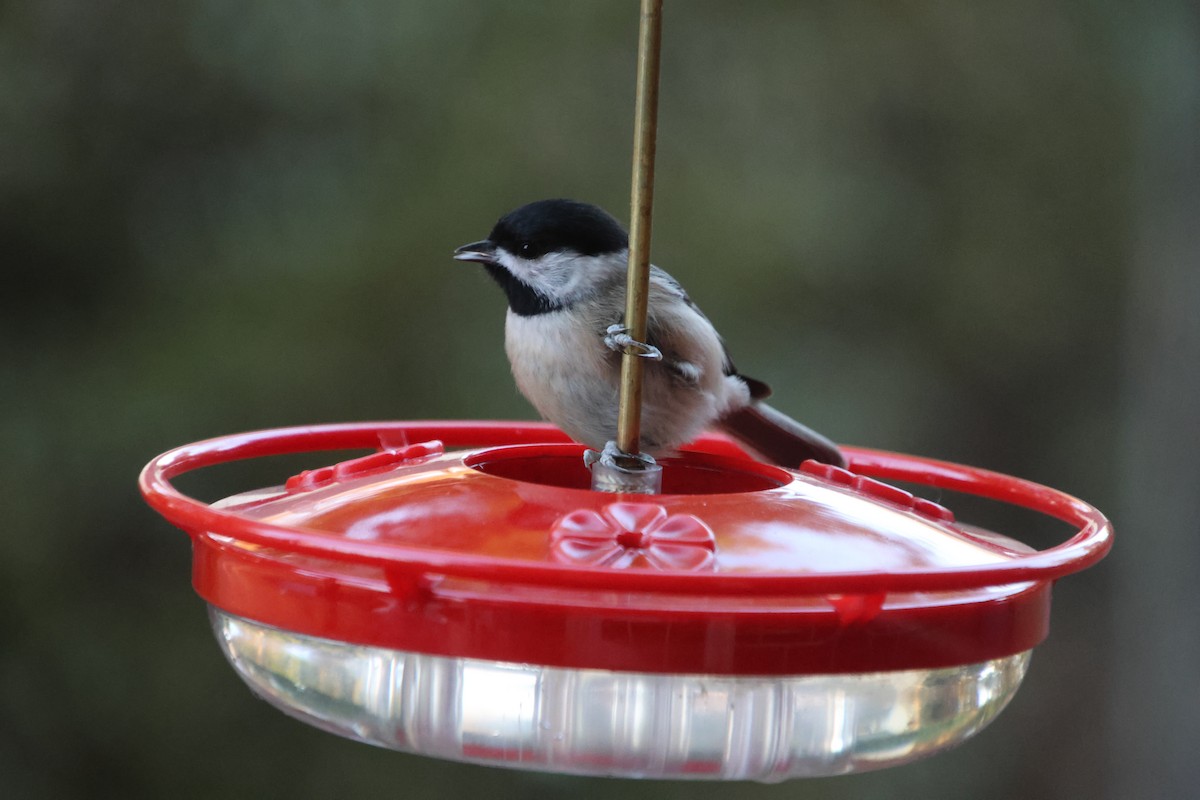 Carolina Chickadee - ML645255482
