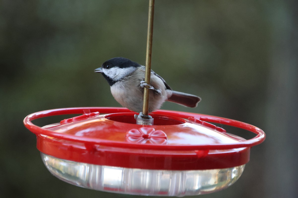 Carolina Chickadee - ML645255483