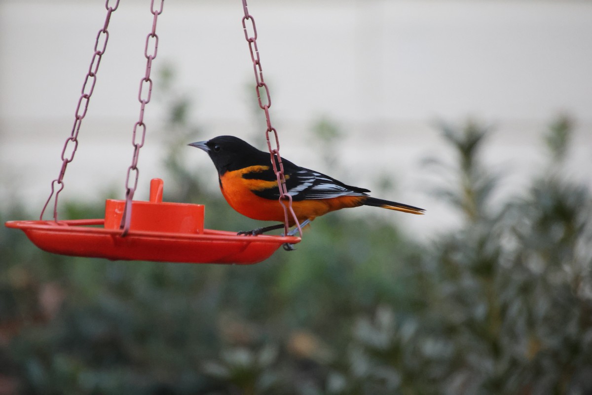 Baltimore Oriole - ML645255487