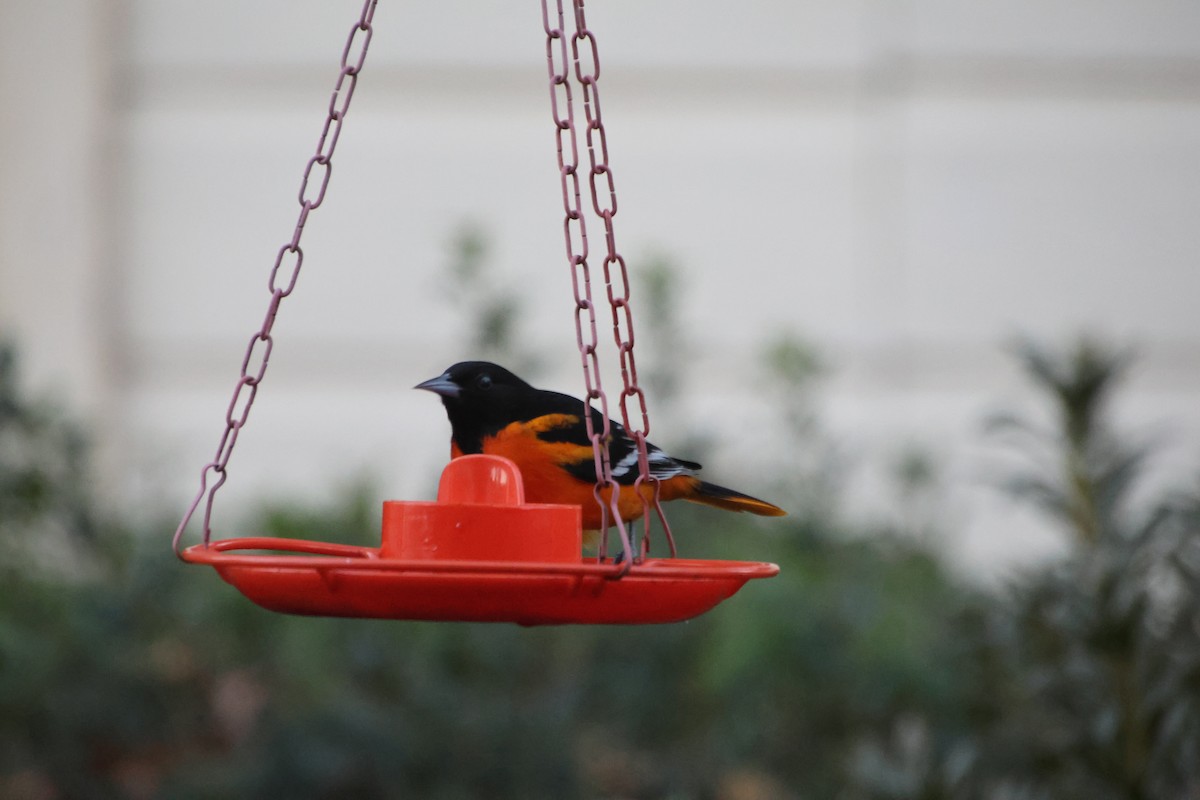 Baltimore Oriole - ML645255488