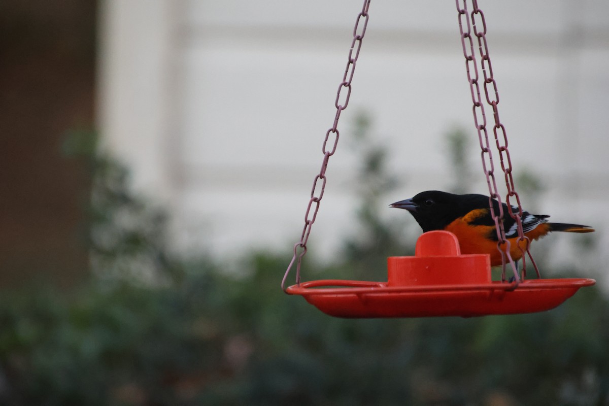 Baltimore Oriole - ML645255489