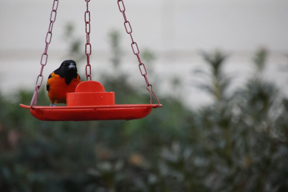 Baltimore Oriole - ML645255490