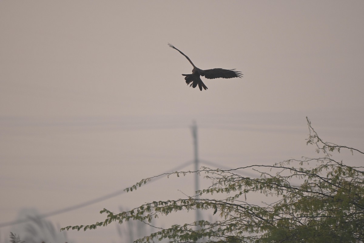 Zingira-mirotz eurasiarra - ML645255492