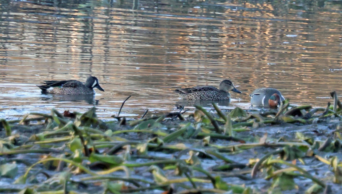 čírka modrokřídlá - ML645255499