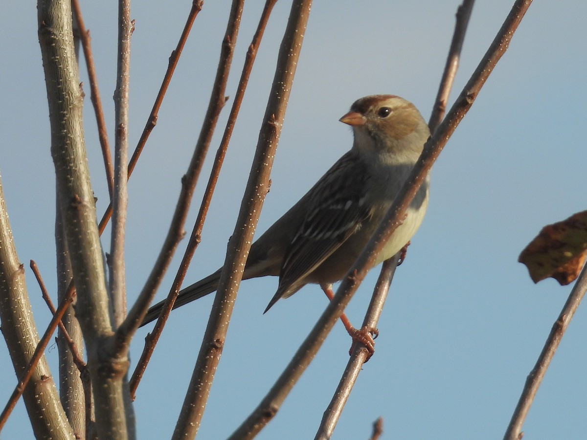 White-crowned Sparrow - ML645255525