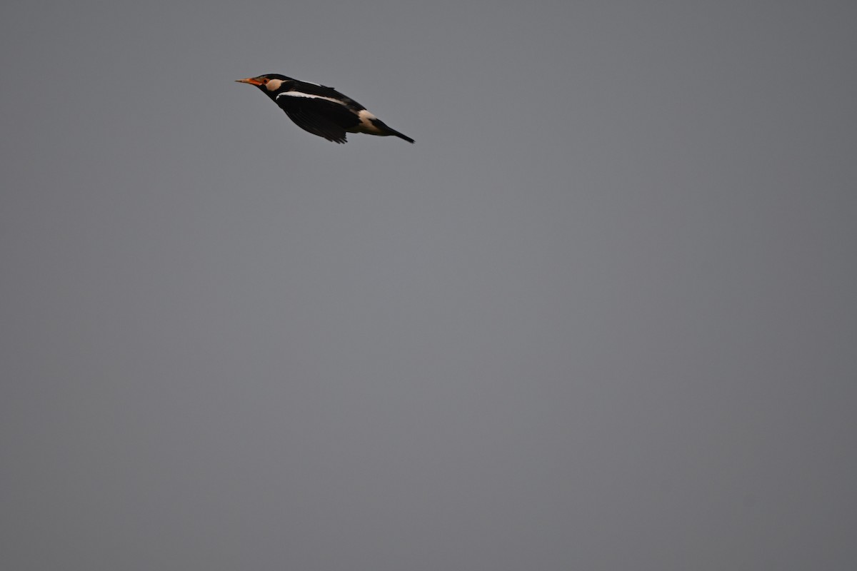 Indian Pied Starling - ML645255529