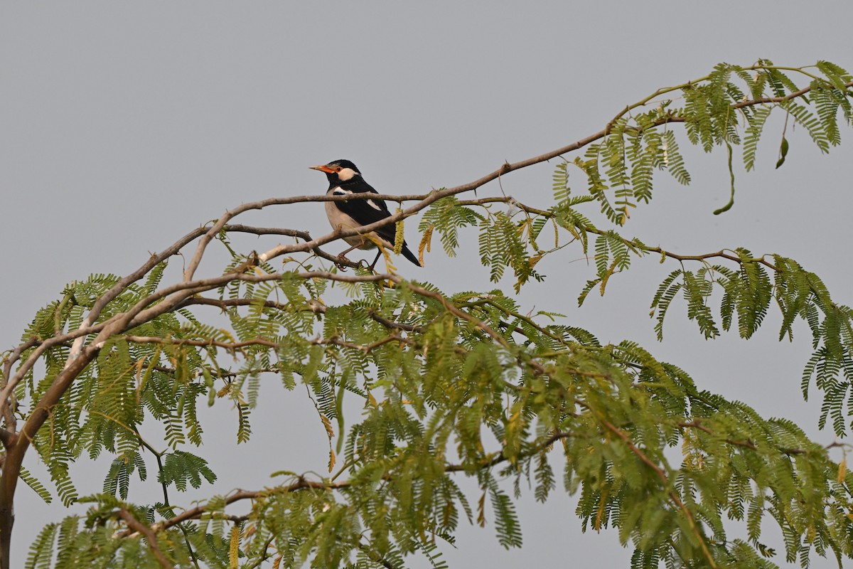 Indian Pied Starling - ML645255530