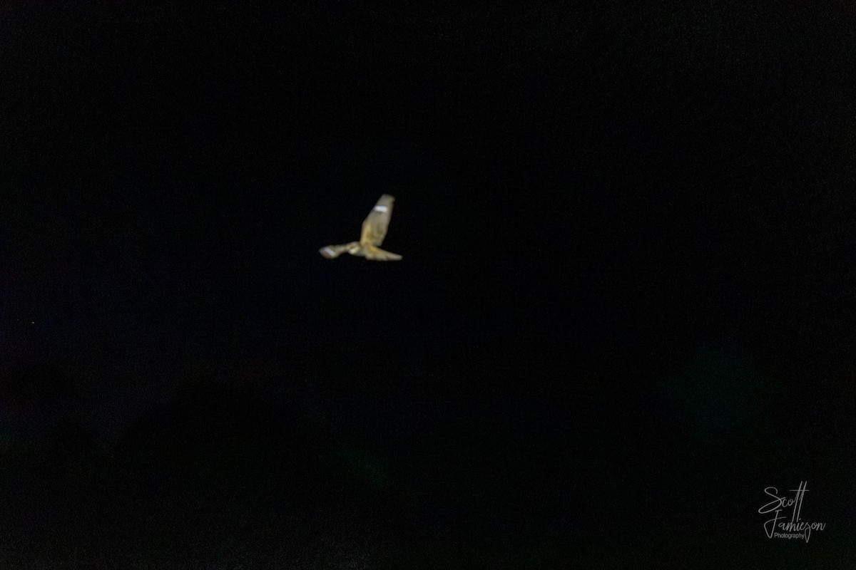 lelek australský - ML645255532