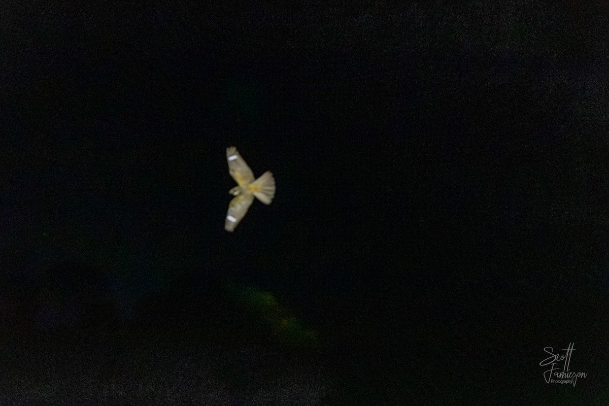 lelek australský - ML645255533