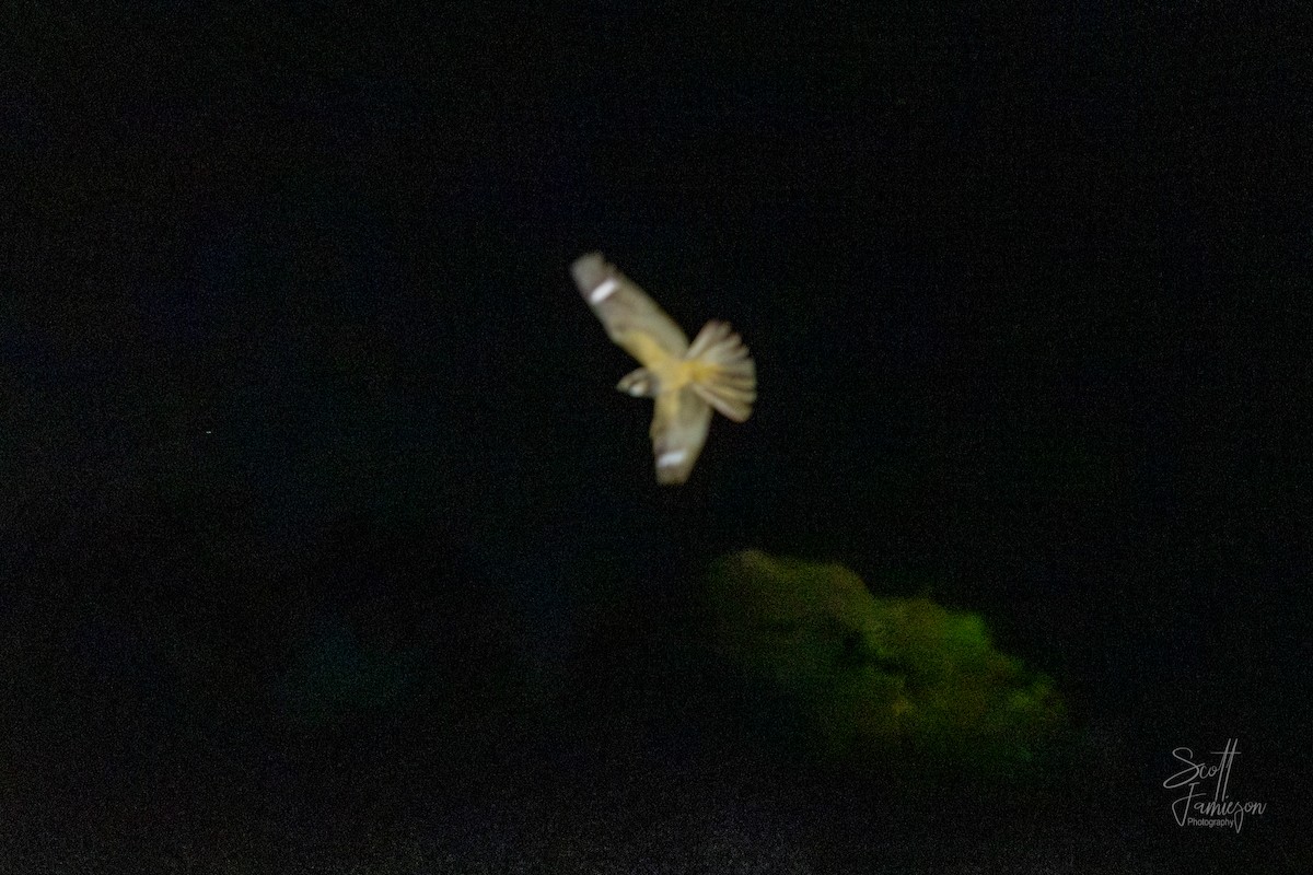 lelek australský - ML645255534