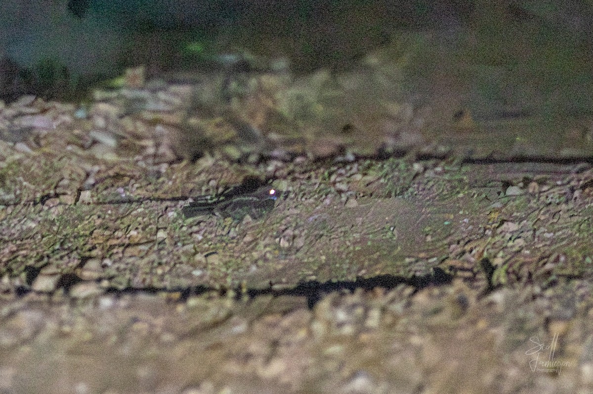 lelek australský - ML645255535