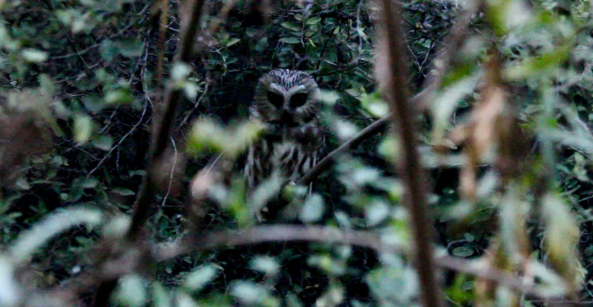 Northern Saw-whet Owl - ML645255546