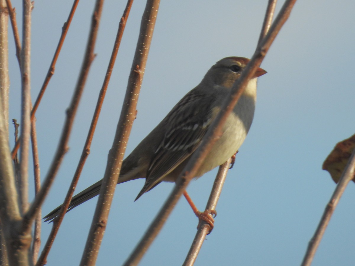 White-crowned Sparrow - ML645255552