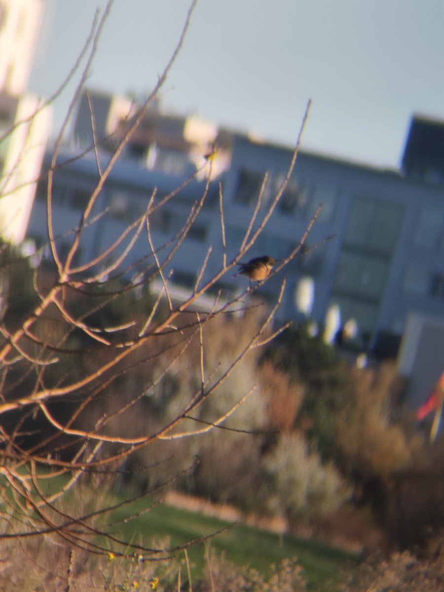 European Stonechat - ML645255565