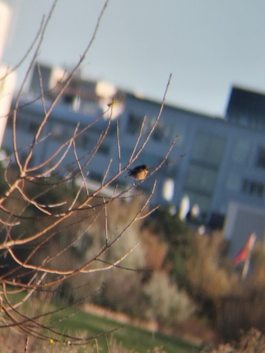 European Stonechat - ML645255566