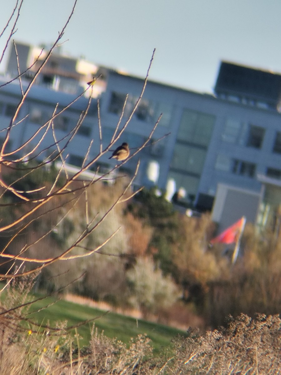 European Stonechat - ML645255567