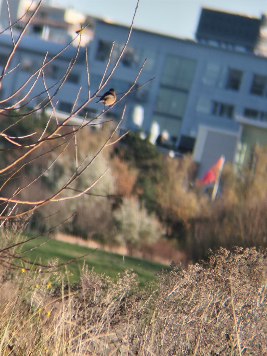 European Stonechat - ML645255568