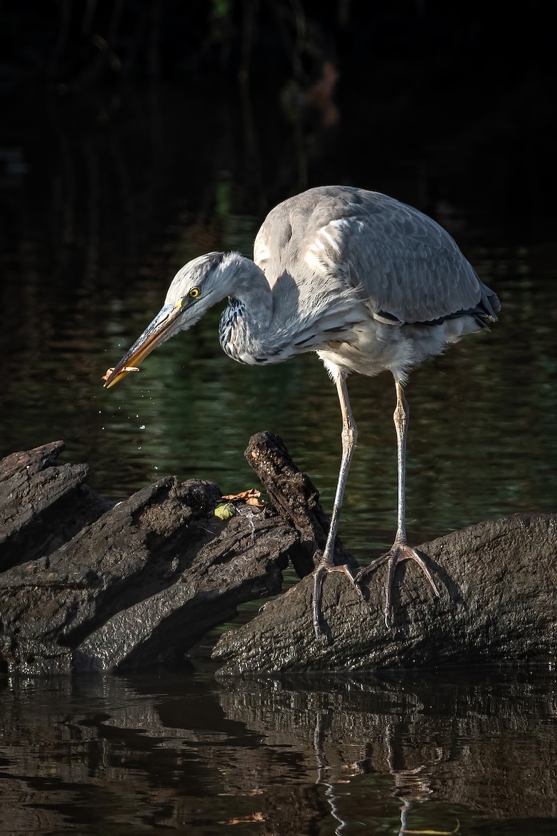 volavka popelavá - ML645255570