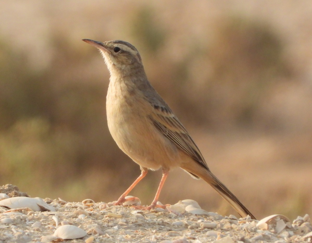 Long-billed Pipit (Persian) - ML645255576