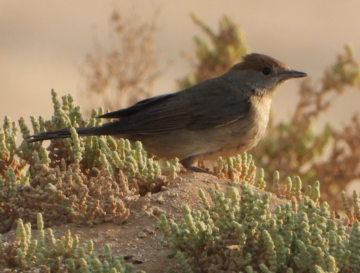Eurasian Blackcap - ML645255580