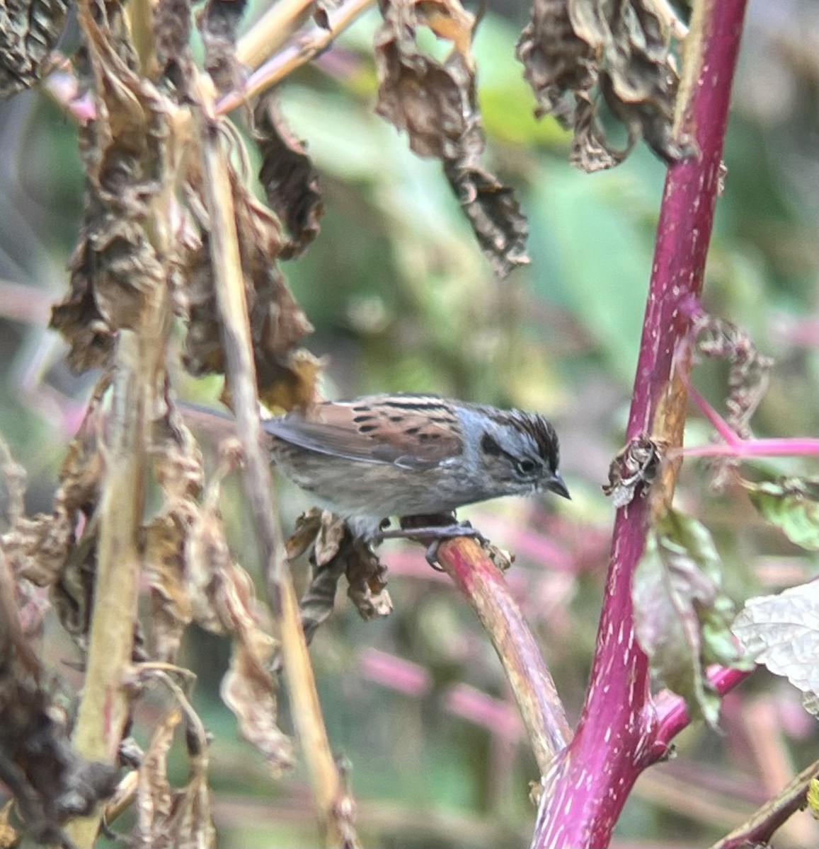Swamp Sparrow - ML645255596