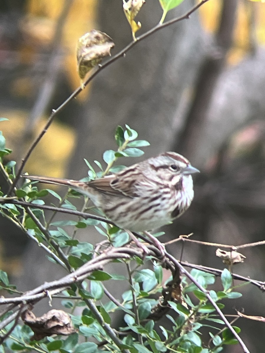 Song Sparrow - ML645255598