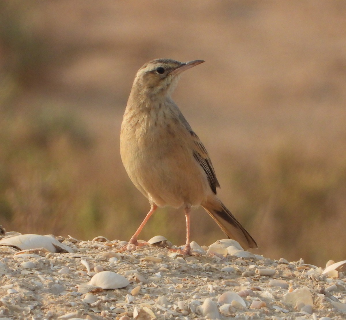 Long-billed Pipit (Persian) - ML645255599