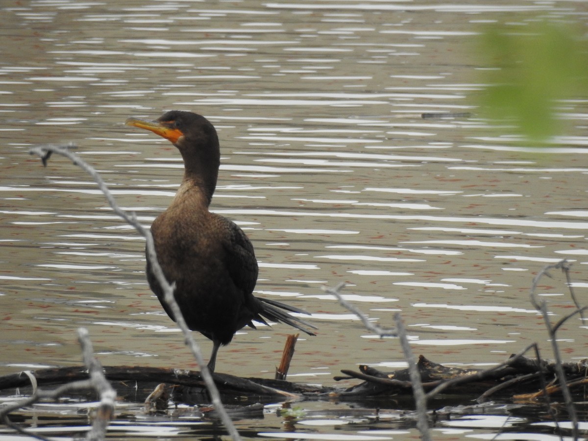 Cormoran à aigrettes - ML645255601