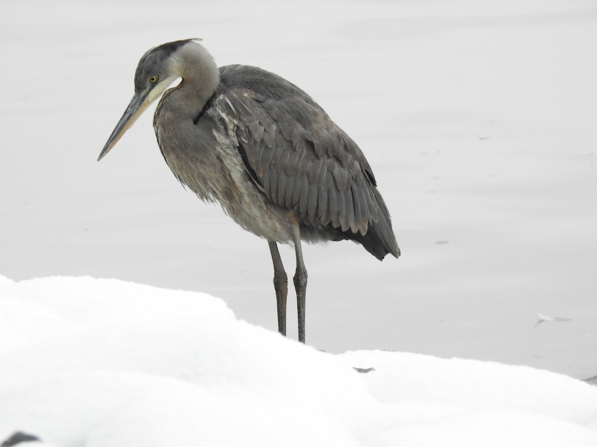 Great Blue Heron - ML645255606