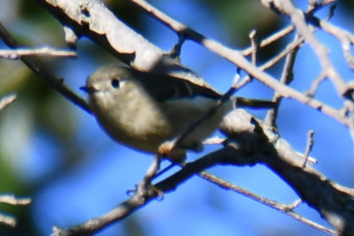 Ruby-crowned Kinglet - ML645255610