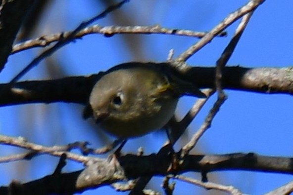 Ruby-crowned Kinglet - ML645255611