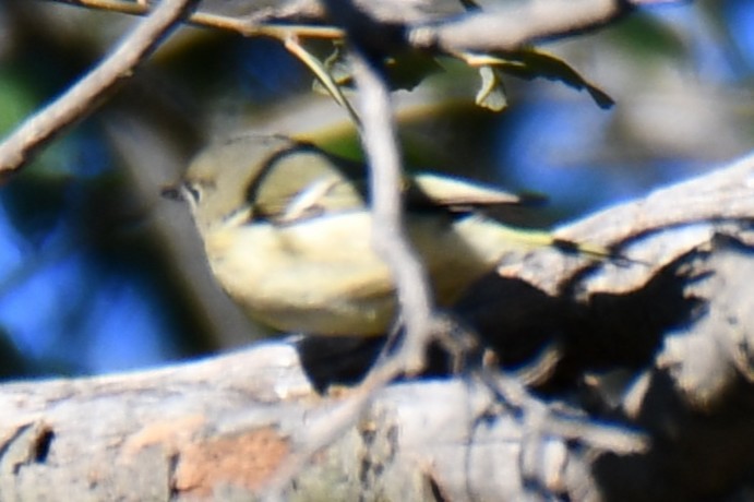 Ruby-crowned Kinglet - ML645255612