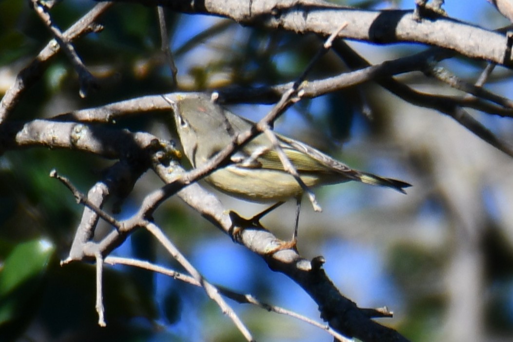Ruby-crowned Kinglet - ML645255613