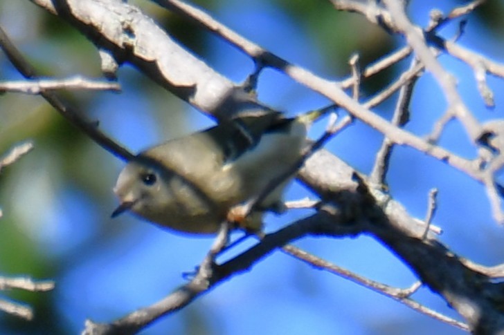 Ruby-crowned Kinglet - ML645255614