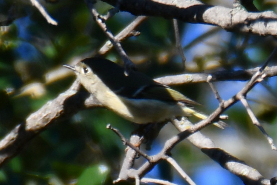 Ruby-crowned Kinglet - ML645255615