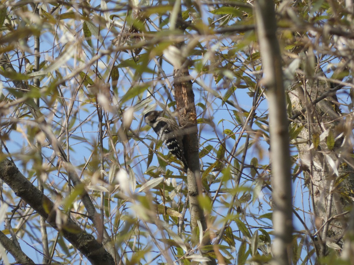 Lesser Spotted Woodpecker - ML645255623