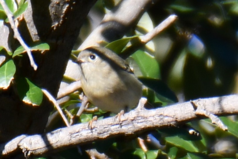 Ruby-crowned Kinglet - ML645255632