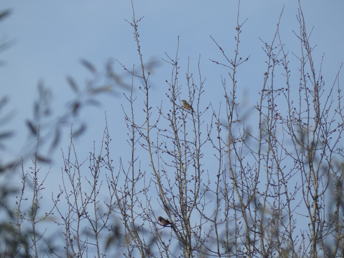 Redwing - ML645255633